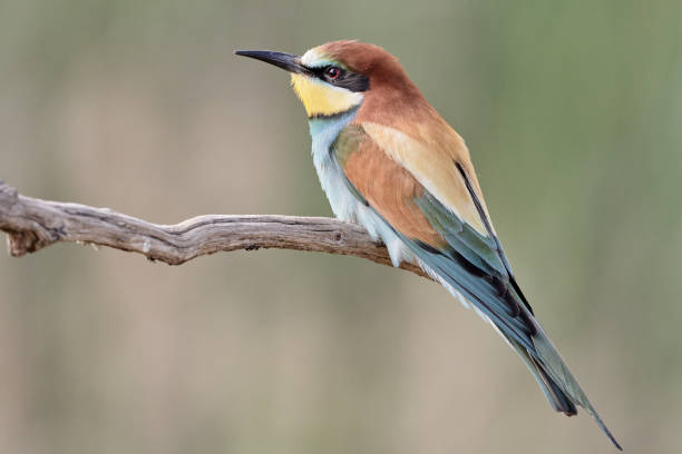 istock One beautiful European bee-eater close-up on a branch in Germany / Merops apiaster 1165753826