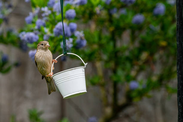 stadt tierwelt mit einem haus spatz (passer domesticus) thront auf einem garten vogelfutter mit insekt im schnabel gefangen - young animal nature outdoors branch stock-fotos und bilder