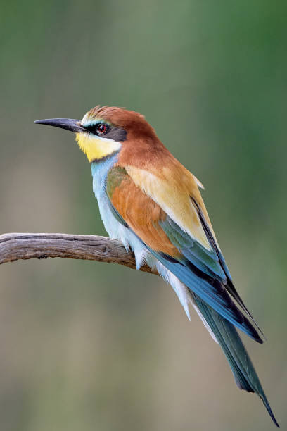 istock One beautiful common bee-eater close-up on a branch in Germany / Merops apiaster 1165756402