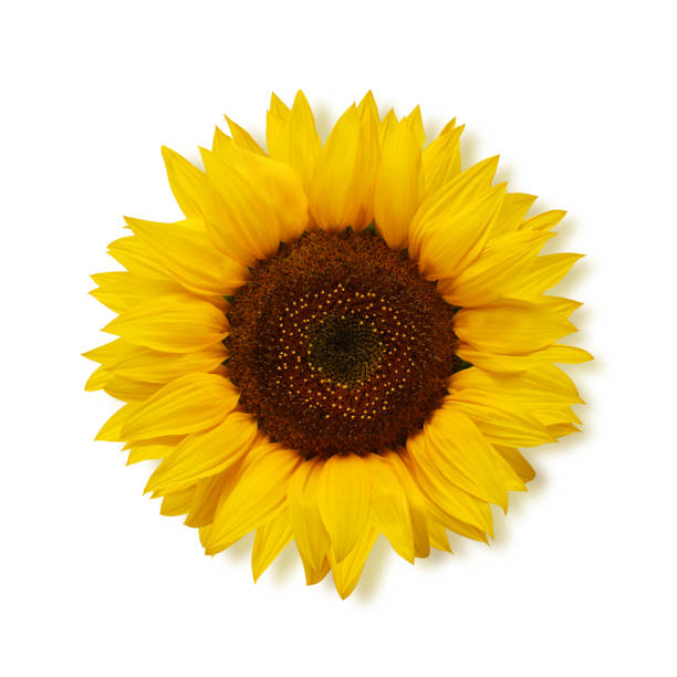 istock ripe sunflower on a white background, top view. 1165757002
