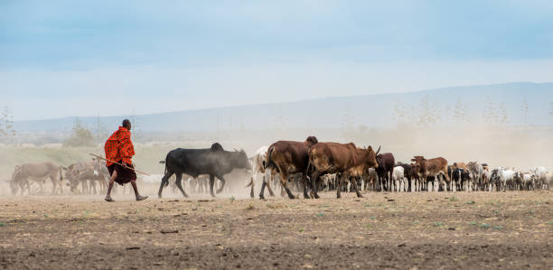 African Maasai Cow Herder in Arusha, Tanzania stock photo