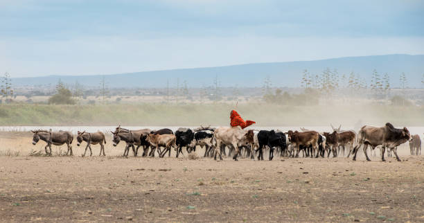 African Maasai Cow Herder in Arusha, Tanzania stock photo