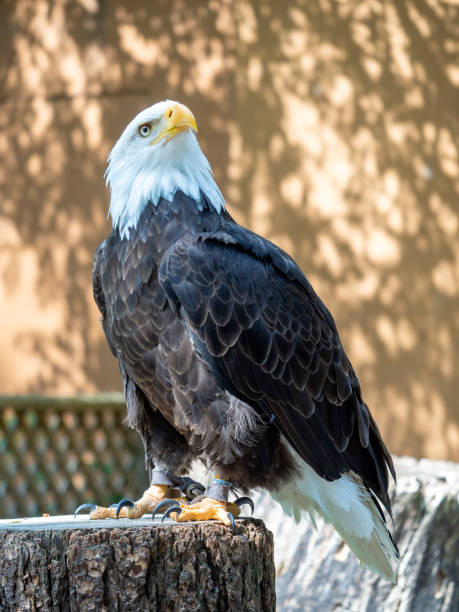 istock Mature Bald eagle standing poised looking up into the air 1165758640