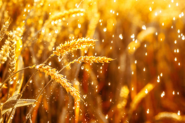 Wheat closeup. Rich harvest concept.