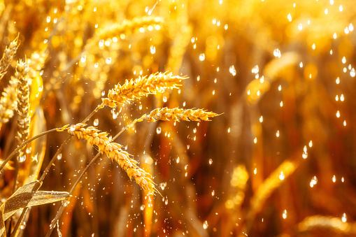 Wheat closeup. Ears of golden wheat under rain with shiny sunlight. Rural scenery. Rich harvest concept.