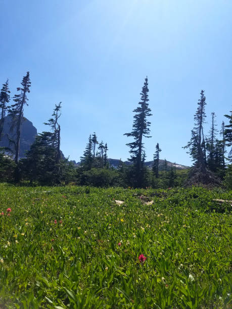 夏のカリスペル、モンタナ、アメリカの田舎のシーン - montana mountain meadow flower ストックフォトと画像