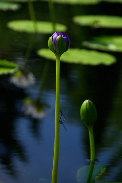 istock The lotus flowers are blooming beautifully. 1165760673