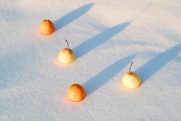 top view of two mandarins and two pears adhering to the snow - adhering imagens e fotografias de stock