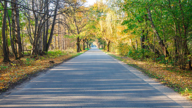 istock new modern asphalt road in the forest 1165763725