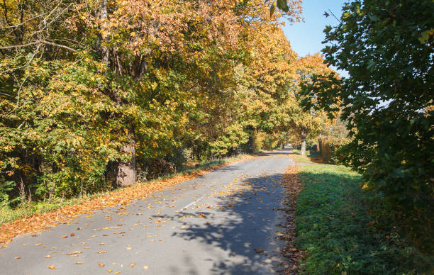 istock new modern asphalt road in the forest 1165763794