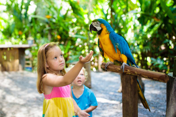 Kids feeding macaw parrot. Child playing with bird Kid feeding macaw parrot in tropical zoo. Child playing with big rainforest bird. Kids and pets. Children play and feed wild animals in safari park in sunny summer day. Little girl watching parrots. bird human stock pictures, royalty-free photos & images