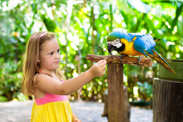 istock Kids feeding macaw parrot. Child playing with bird 1165764340