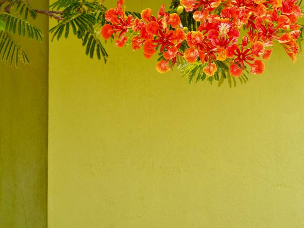 Pride of Barbados Frame Pride of Barbados, or red bird of paradise, pulcherrima, flowering vine on green stone wall for copy space. OLYMPUS DIGITAL CAMERA pride of barbados flower stock pictures, royalty-free photos & images