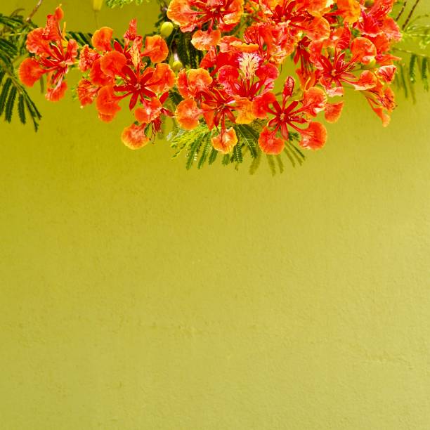 Pride of Barbados Frame Pride of Barbados, or red bird of paradise, pulcherrima, flowering vine on green stone wall for copy space. OLYMPUS DIGITAL CAMERA pride of barbados flower stock pictures, royalty-free photos & images