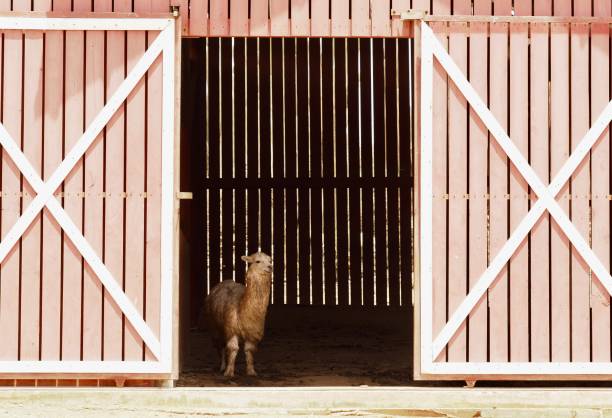 istock Baby Alpaca 1165765001