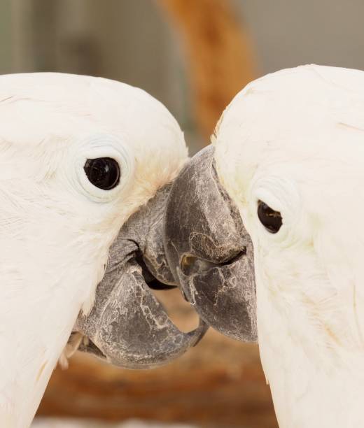 istock Lovebirds Moluccan Cockatoos 1165765003