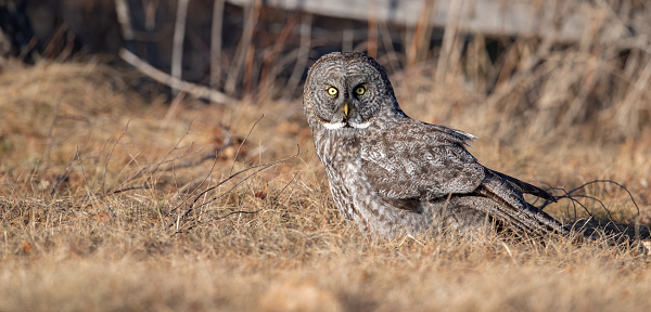 A great gray owl in New Hampshire.