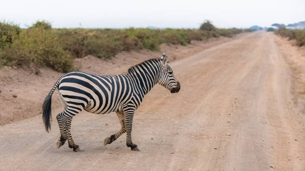 istock A zebra in the savannah 1165765212