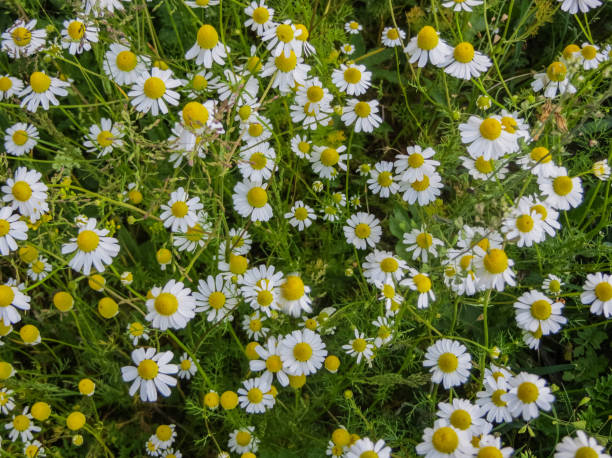 istock White field of pharmaceutical chamomile.Medicinal plant chamomile. 1165765607