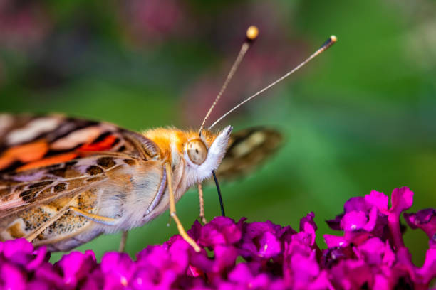 istock A wonderful butterfly (pink lady, cosmopolitan) looking for nectar on a pink flower with green background 1165765631