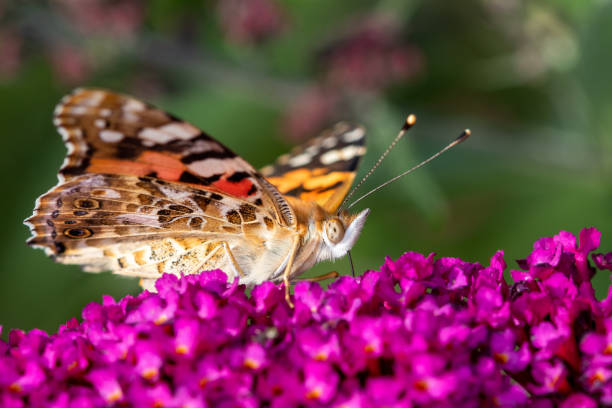 istock A wonderful butterfly (pink lady, cosmopolitan) looking for nectar on a pink flower with green background 1165765634