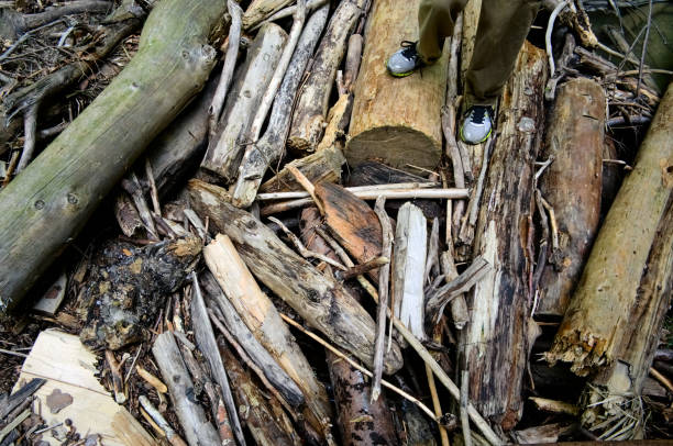 istock Dry old wooden logs 1165766888