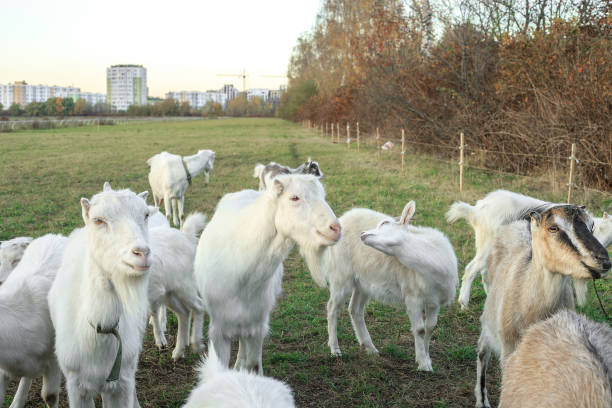istock Herd of goats grazes on green meadow 1165767220