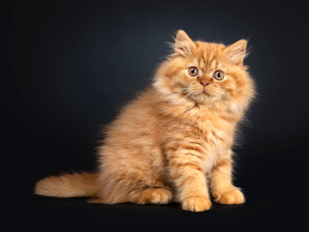 istock Fluffy red British Longhair kitten on black 1165769016