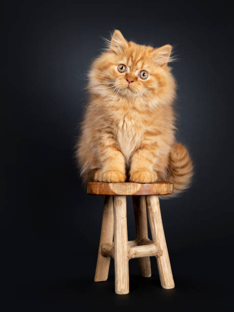 istock Fluffy red British Longhair kitten on black 1165769027