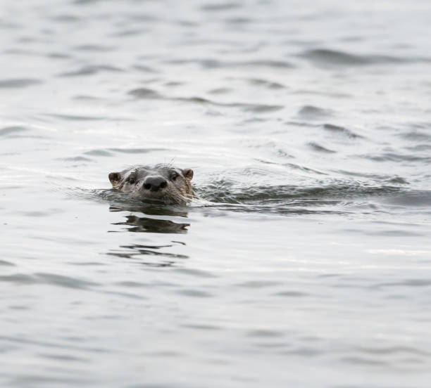 istock River otter in the wild 1165770380