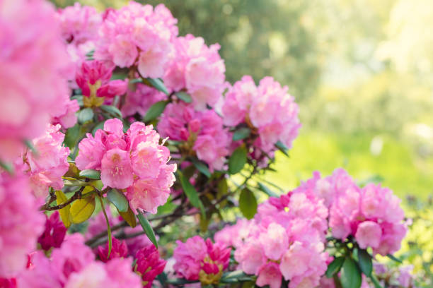 Rhododendron bush blooming in spring Pink rhododendron bushes in bloom on a sunny spring day. rhododendron stock pictures, royalty-free photos & images