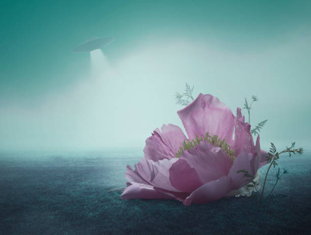 Surreal Giant Flower of peony