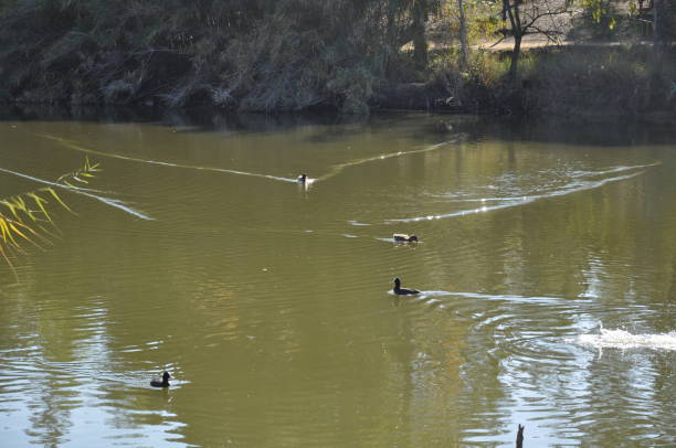 istock The beautiful bird Eurasian coot (fulica atra) in the natural environment 1165772497
