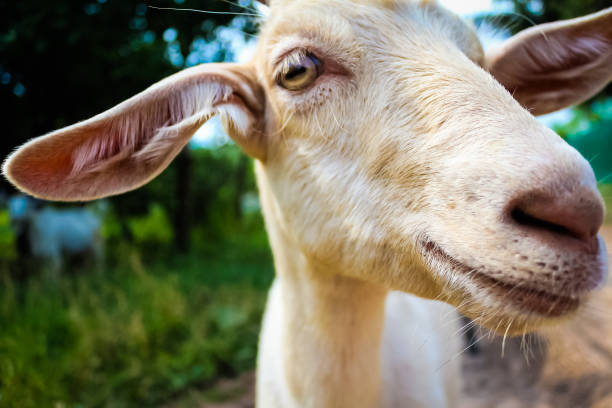 istock Photo goats on grass background 1165772666