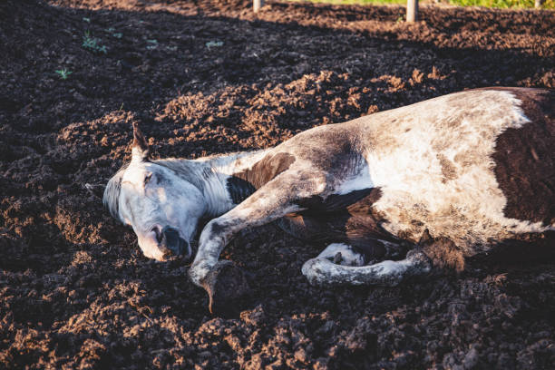 istock Old paint thoroughbred horse taking a nap in his paddock, lying down in the mud: sleeping horse 1165774018