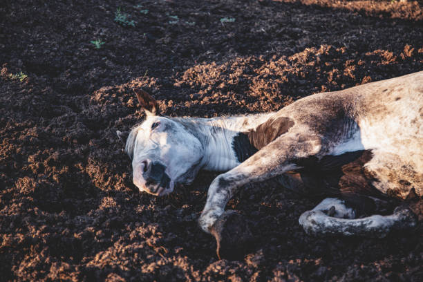 istock Old paint thoroughbred horse taking a nap in his paddock, lying down in the mud: sleeping horse 1165774073