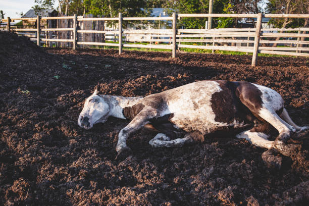 istock Old paint thoroughbred horse taking a nap in his paddock, lying down in the mud: sleeping horse 1165774080