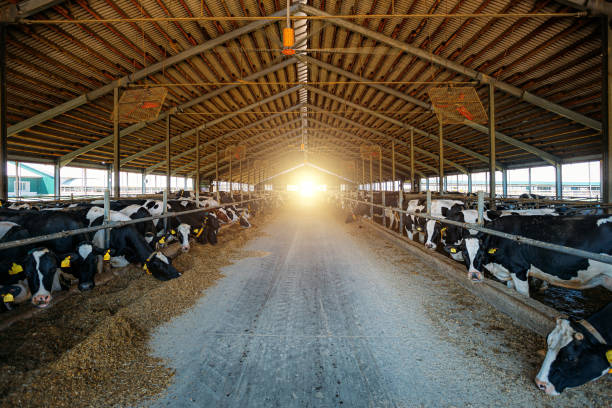 istock Diary cows in modern free livestock stall 1165774155