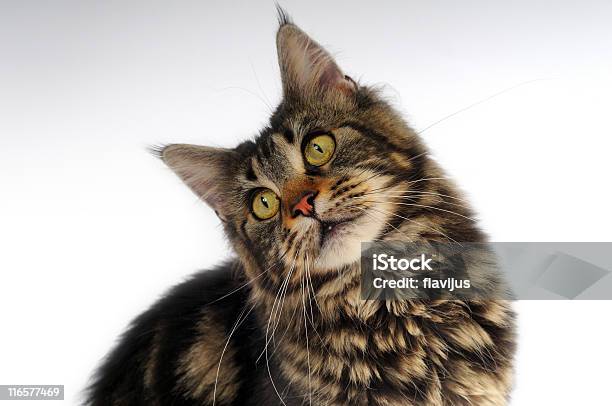 Motley Cat Stock Photo - Download Image Now - Curiosity, Domestic Cat, Animal