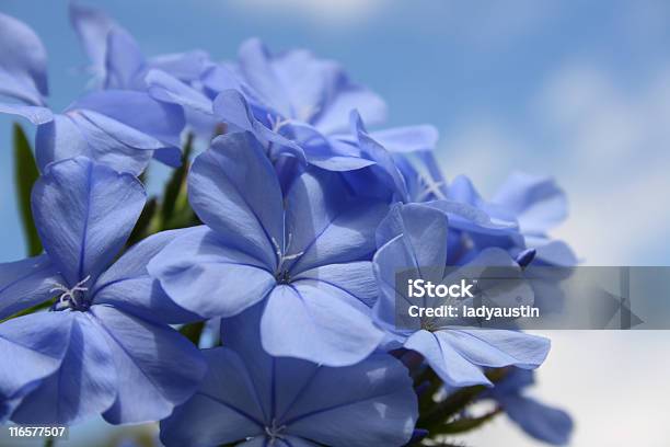 Blauer Himmelkap Stockfoto und mehr Bilder von Blau - Blau, Bleiwurz, Blume