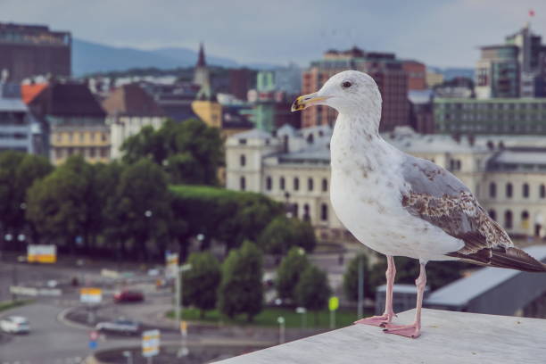 istock Seagull and Oslo city on background 1165776557