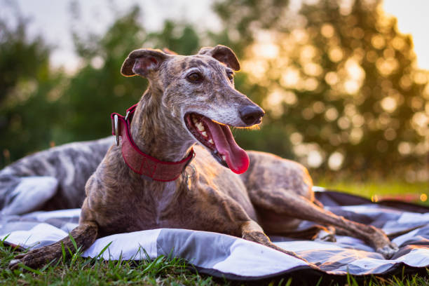 Cute greyhound is resting at blanket outdoors. stock photo