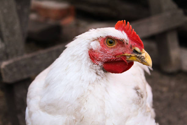 istock white chicken close-up in the backyard 1165778901