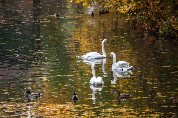 istock Autunm landscape with floating swans 1165779048