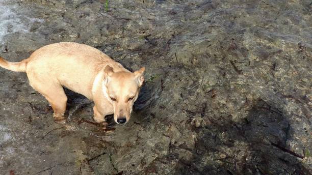 istock Little puppy playing on the beach 1165779716