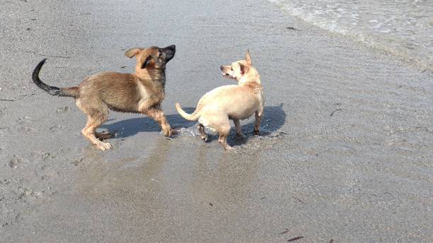 istock Puppies playing happily in the sea 1165779736