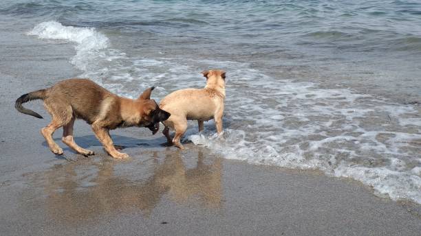 istock Puppies playing happily in the sea 1165779747