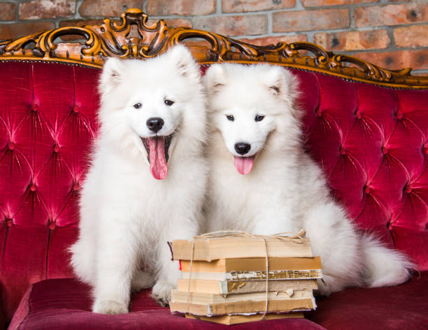 istock Two White fluffy Samoyed puppies dogs with books 1165780702