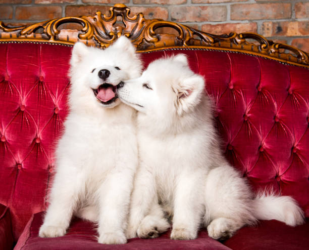 サモイド犬は赤い豪華なソファにキスしています - dog kiss ストックフォトと画像