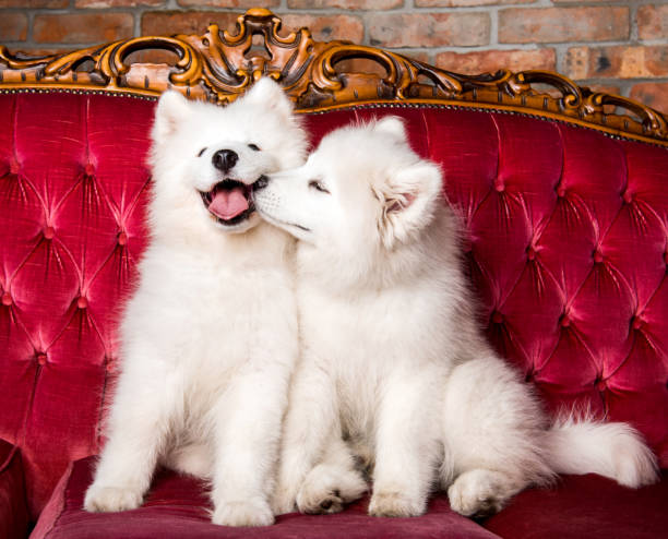 Samoyed dogs are kissing on the red luxury couch stock photo